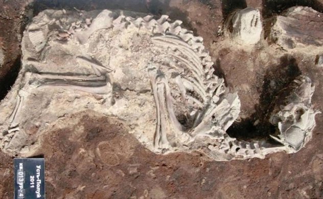 Sibirya kutup dairesinde 2000 yıllık köpek mezarlığı bulundu