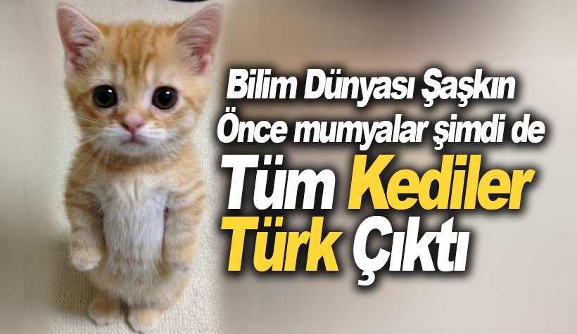 Bilim dünyası şaşkın: Dünyadaki tüm kediler Türk çıktı