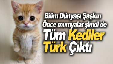 Bilim dünyası şaşkın: Dünyadaki tüm kediler Türk çıktı