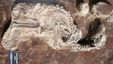 Sibirya kutup dairesinde 2000 yıllık köpek mezarlığı bulundu
