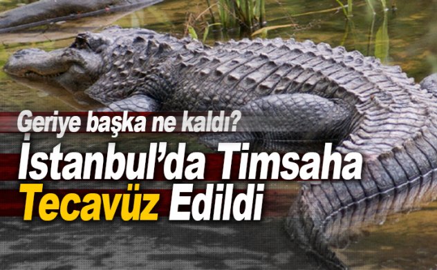 Istanbul Da Nil Timsahina Tecavuze Ettiler