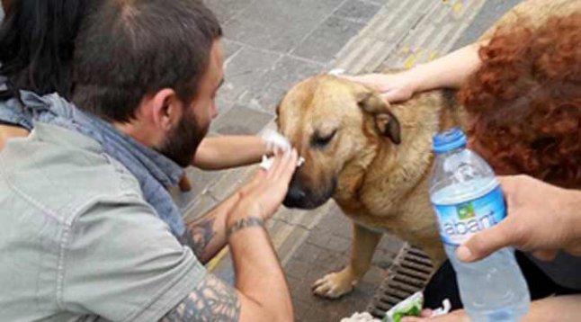 Gezi Parkı'ndaki köpekler iğneyle vurularak toplandı