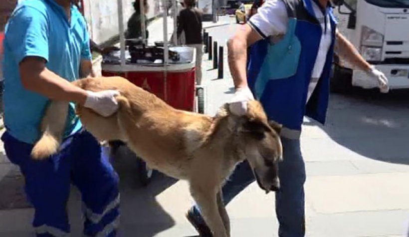 Gezi Parkı'ndaki köpekler iğneyle vurularak toplandı