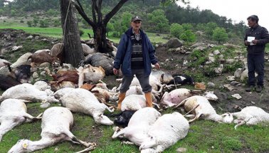 Bursa Yıldırım düşmesi sonucu 52 koyun öldü