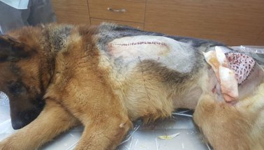 Güzel bir haber: Yaralı bulunan köpeğe doku nakli yapıldı