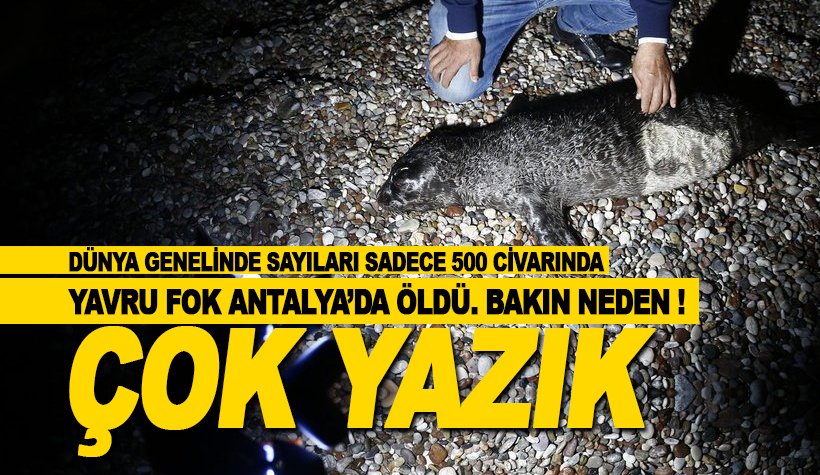 Sadece 500 tane vardı: Yavru Akdeniz foku 'insan' kurbanı oldu