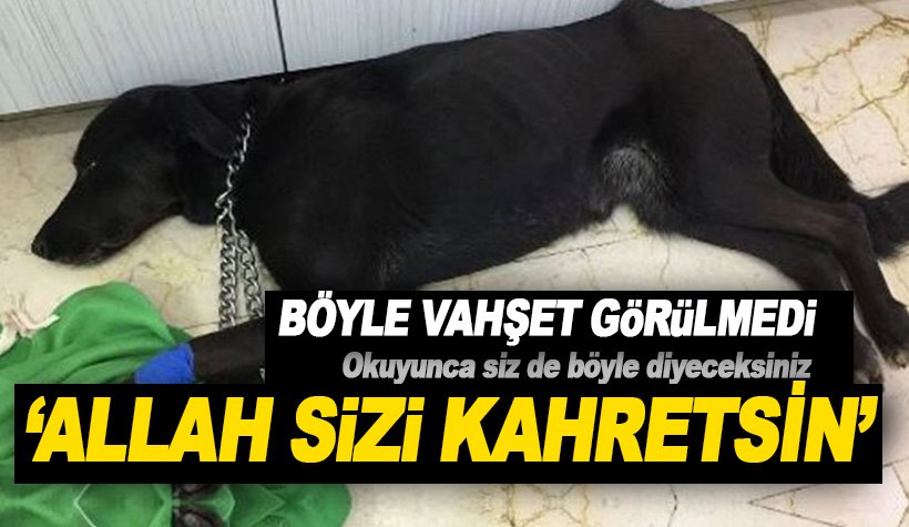 İstanbul'da Coffee isimli köpeğe insanlık dışı işkence! Kurtarılmadı
