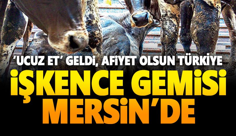 İşkenceyle Türkiye'ye getirilen canlı hayvanlar Mersin'e ulaştı