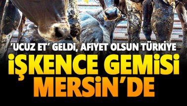 İşkenceyle Türkiye'ye getirilen canlı hayvanlar Mersin'e ulaştı