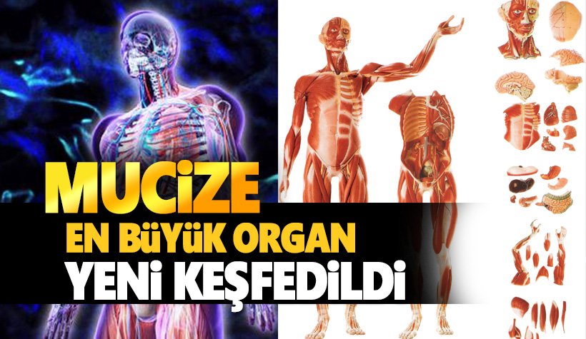 İnsan vücudunda yeni ve en bük organ keşfedildi: Interstitiyum
