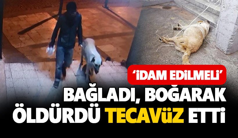 Zavallı Köpeği bağladı, boğarak öldürdü, tecavüz etti!