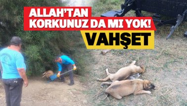 Alanya yine aynı! Bunu o bebeklere nasıl yaptınız?