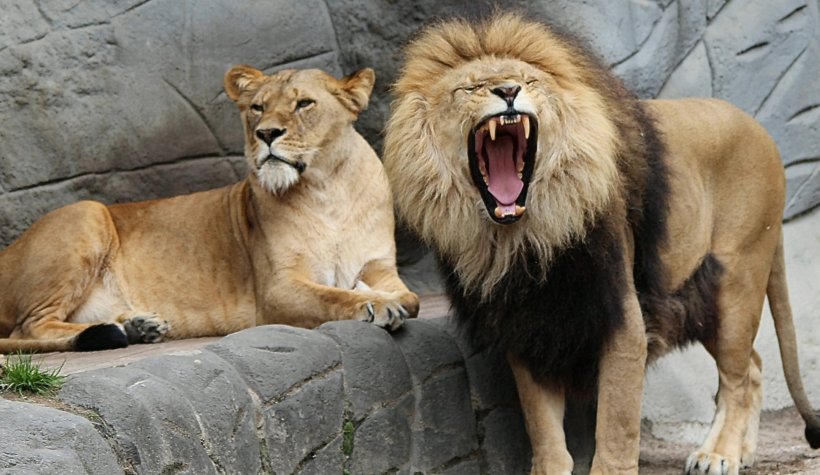 Almanya'da 2 aslan 2 kaplan ve 1 jaguar hayvanat bahçesinden kaçtı!