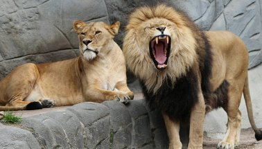 Almanya'da 2 aslan 2 kaplan ve 1 jaguar hayvanat bahçesinden kaçtı!
