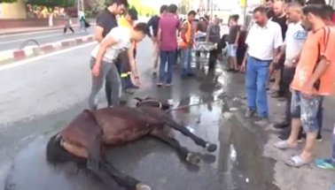 Yine aynı vahşet, yine aynı son, ihmal ve vicdansızlık