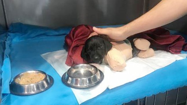 Sapanca'da ayakları kesilen yavru köpekten üzücü haber