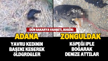 Adana'da başı kesilmiş kedi yavrusu, Zonguldak'ta iple boğulmuş köpek