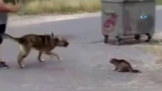 Çocukların Gözü Önünde Köpeğine Kediyi Parçalattı