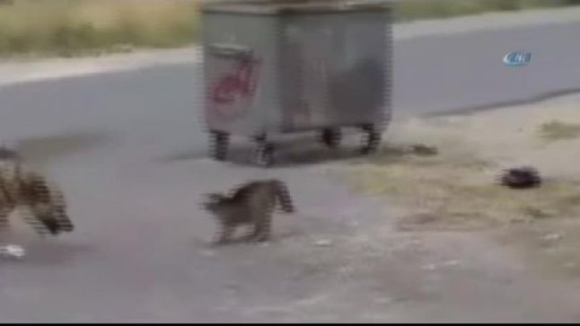 Çocukların Gözü Önünde Köpeğine Kediyi Parçalattı