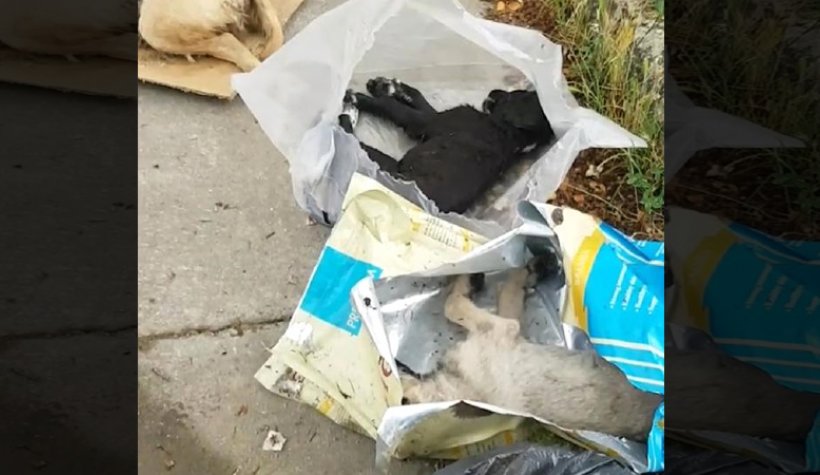 Sakarya'da 5 Yavru Köpek Ölü Bulundu: 1 köpeğin üzerine asit dökülmüş
