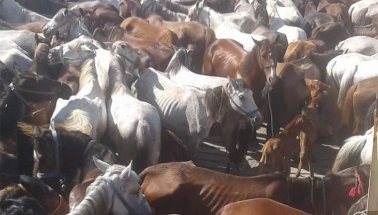 Faytoncular hayvanseverlere saldırdı: Yüzlerce at ölüme gitti
