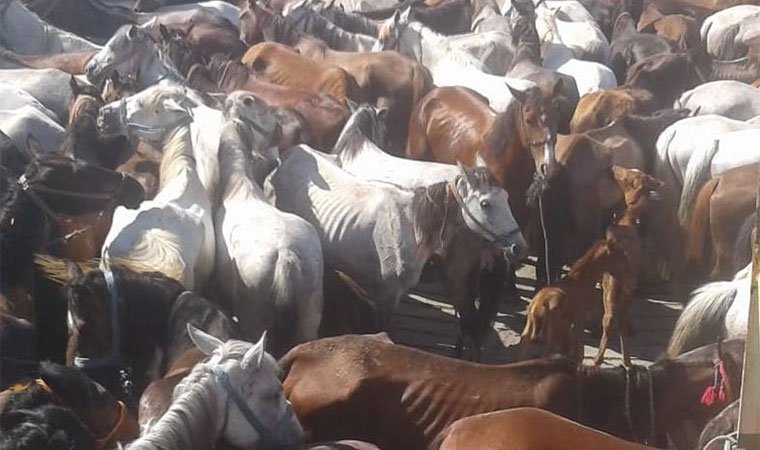 Faytoncular hayvanseverlere saldırdı: Yüzlerce at ölüme gitti