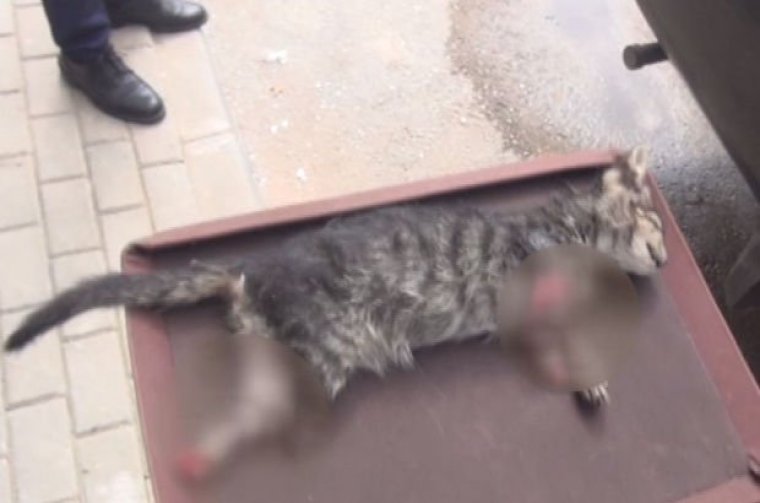 Bursa'da 4 Ayağı Kesilmiş Yavru Kedi Ölüsü Bulundu