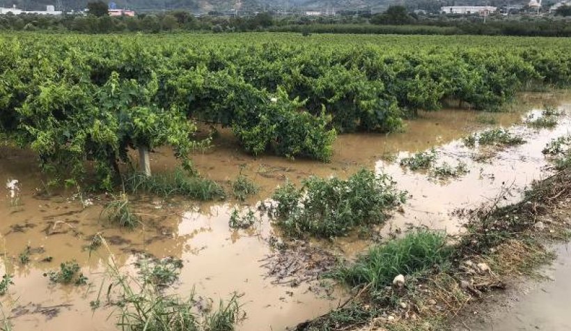 Manisa'da, yağış nedeniyle üzüm bağlarını su bastı