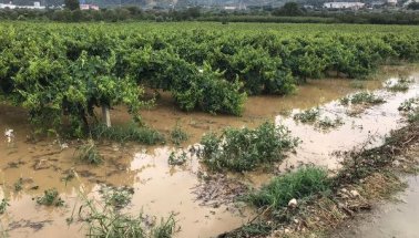 Manisa'da, yağış nedeniyle üzüm bağlarını su bastı