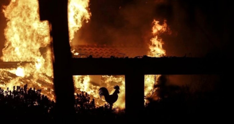 Yunanistan Yangın Faciası: Hayvanlar da Zarar Görüyor