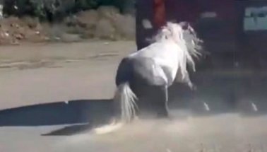 Atı Aracının Arkasına Bağlayarak Sürükleyen Caniye Tepki Yağdı