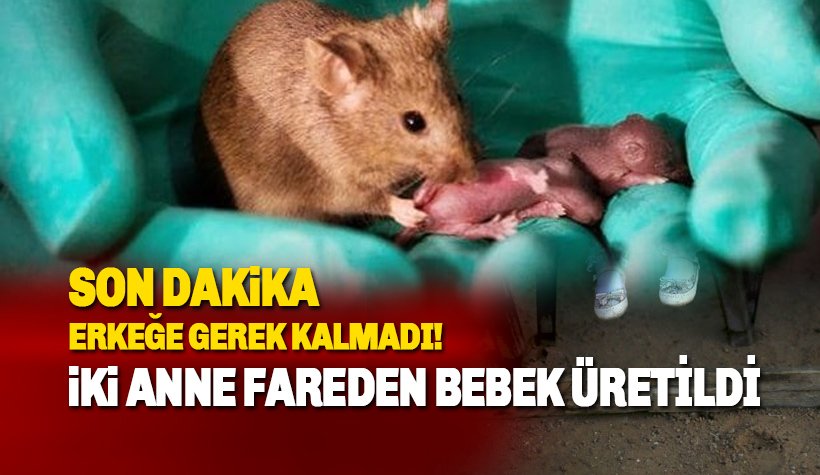 İki anneden fare üretildi: Artık erkeğe gerek kalmayacak!
