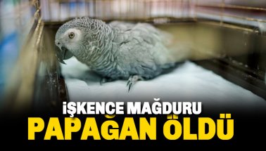Murat Özdemir'in işkence ettiği papağan 'Bahtiyar' hayatını kaybetti