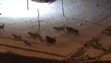 Kayseri'de Köpekler açlıktan birbirlerini yemeye başladı