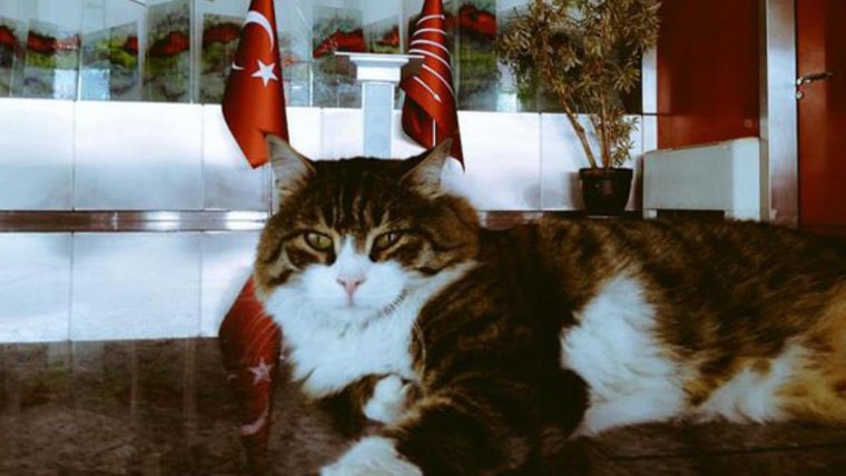 CHP Lideri Kılıçdaroğlu, Şero'nun 'Kediler Günü'nü kutladı
