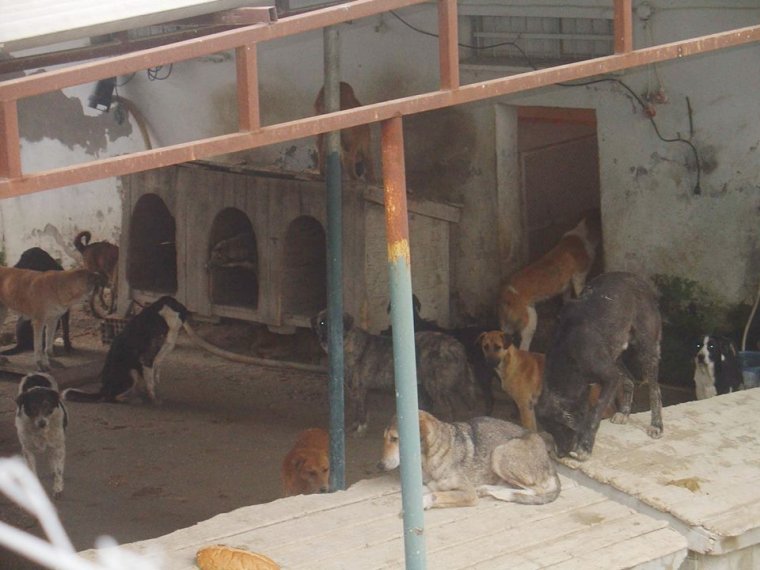 Kuşadası'ndan İnsanlık Dışı Görüntüler: Köpekler Açlıktan Birbirlerini Yiyor