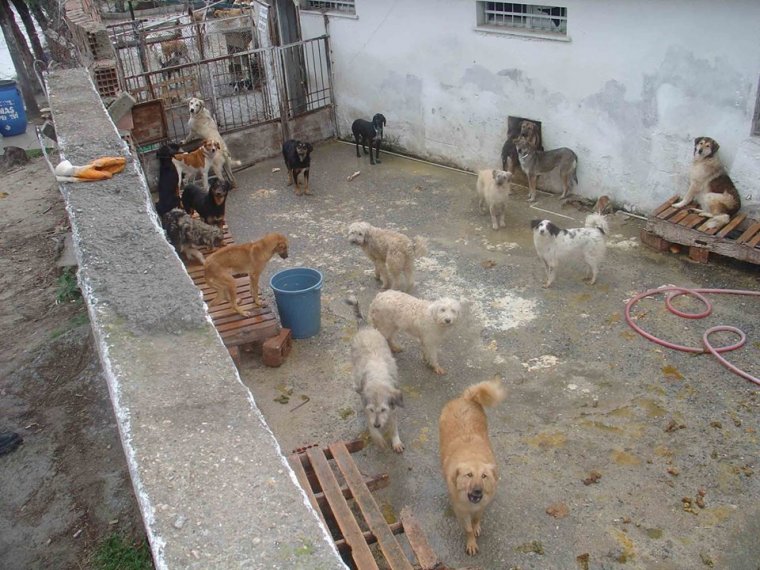 Kuşadası�ndan İnsanlık Dışı Görüntüler Köpekler Açlıktan Birbirlerini