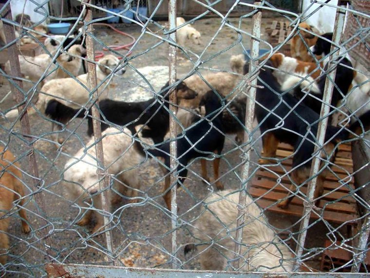 Kuşadası'ndan İnsanlık Dışı Görüntüler: Köpekler Açlıktan Birbirlerini Yiyor