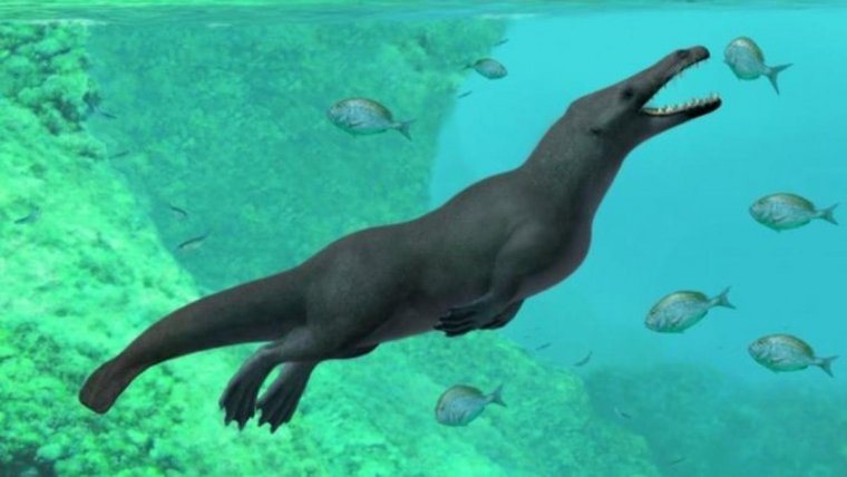 43 milyon yıllık 4 bacaklı balina fosili bulundu