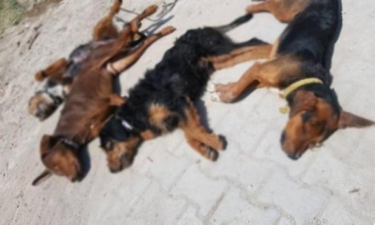 Son dakika: Ankara'dan sonra Kütahya'da da 10 köpek zehirlenerek katledildi