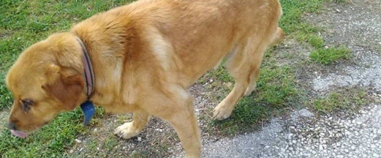 Artık Yeter. Bitsin: Tokat'ta bir köpek gözleri oyulmuş halde bulundu