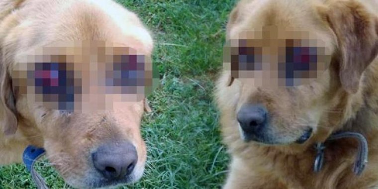 Artık Yeter. Bitsin: Tokat'ta bir köpek gözleri oyulmuş halde bulundu