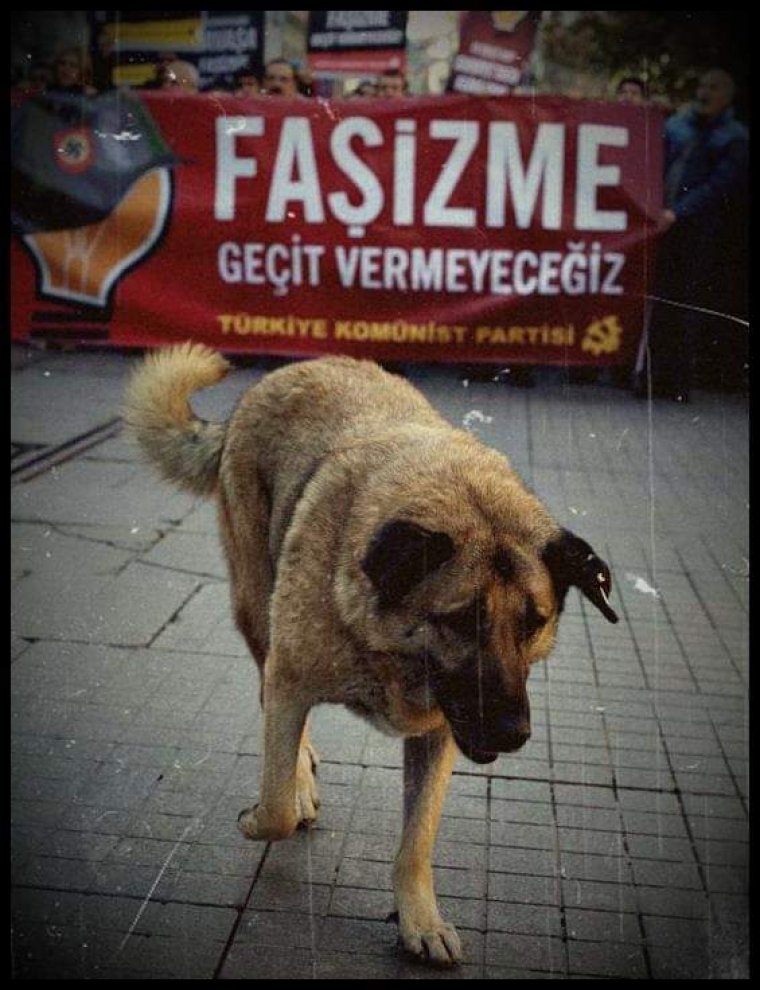 Taksim'in 'Eylem' köpeği kaza kurbanı oldu