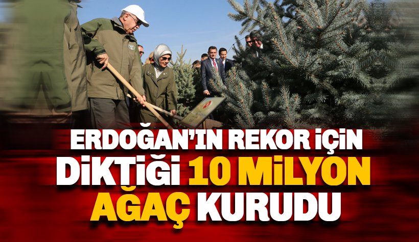 Erdoğan'ın rekor kırmak için diktiği 10 milyon ağaç kurudu