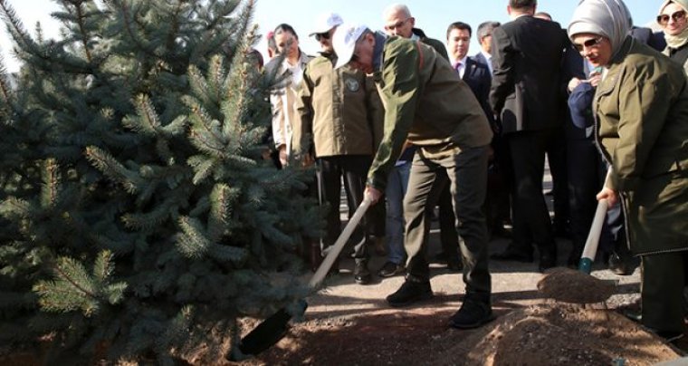 Erdoğan'ın rekor kırmak için diktiği 10 milyon ağaç kurudu