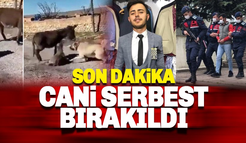 Köpeklerini sıpaya saldırtan Berat Kaya isimli cani serbest bırakıldı