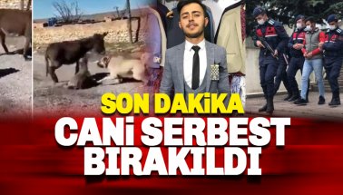 Köpeklerini sıpaya saldırtan Berat Kaya isimli cani serbest bırakıldı