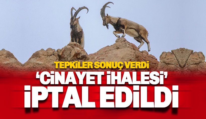 Tepki çeken ‘dağ keçisi avı’ ihalesi iptal edildi