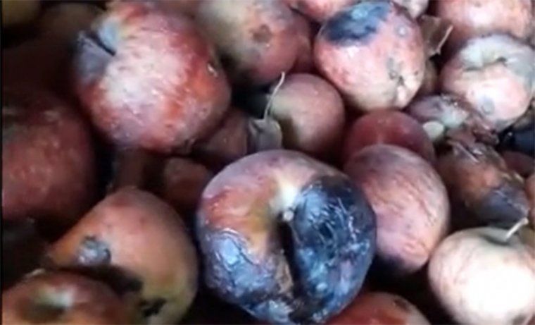 Çürük elmalar elma suyu yapılıyor' videosu hakkında açıklama