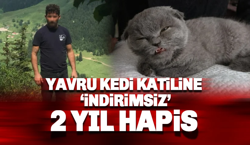 Kedi katiline indirimsiz 2 yıl hapis cezası
